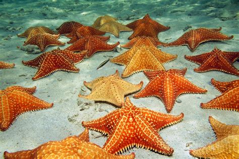 deniz yıldızı 960